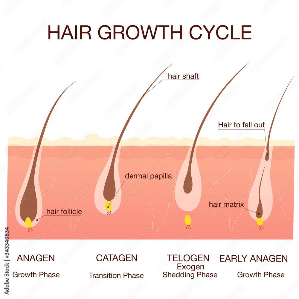 Los resultados con minoxidil son permanentes